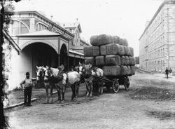 Carting wool bales, Australia, 1900.jpg