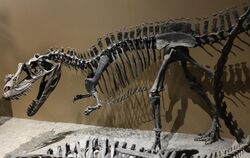 Ceratosaurus mount utah museum 1.jpg