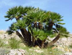 Chamaerops humilis (Zingaro)016.jpg