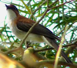 ChestnutBulbul.jpg