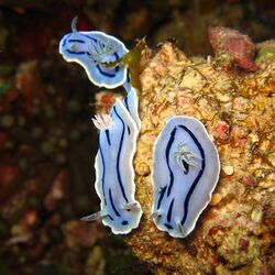 Chromodoris willani 1.jpg