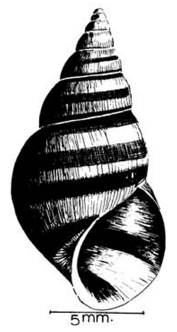 Cleopatra ferruginea shell.png