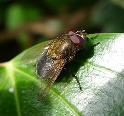 Cluster-fly. Pollenia sp. - Flickr - gailhampshire.jpg