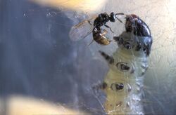 Colpoclypeus florus (female). Stinger will inject toxin, causes the leafroller to spin extra-thick webbing, K10910-1.jpg