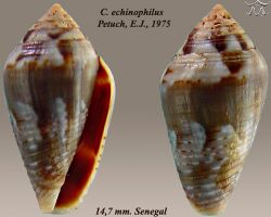 Conus echinophilus 1.jpg