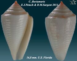 Conus fluviamaris 4.jpg