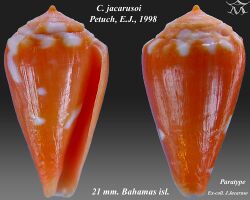 Conus jacarusoi 1.jpg