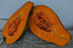 Cucurbita moschata (giraumon 4).jpg