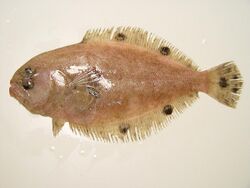 Cyclopsetta fimbriata NOAA.jpg