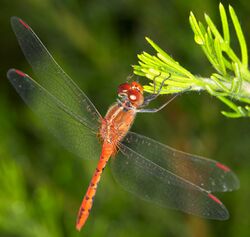 Diplacodes bipunctata (14502599136).jpg