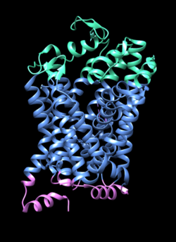Dopamine Transporter Crystal Structure.png
