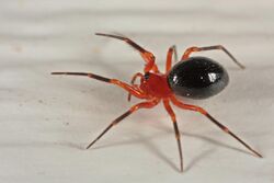Dwarf Spider (Hypselistes florens).jpg