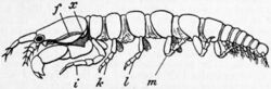 EB1911 Crustacea Fig. 8.—Tanais dubius.jpg