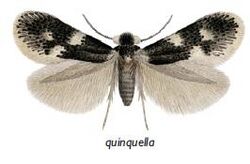 Ectoedemia quinquella male.JPG