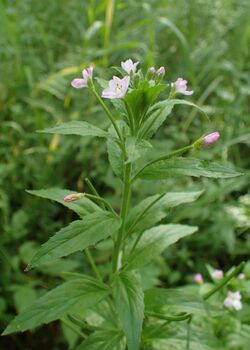 Epilobium parviflorum kz04.jpg