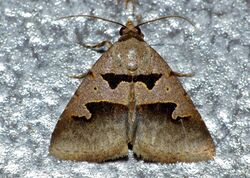 Erebid Moth (Anoba sp.) (12953430524).jpg
