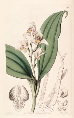 Eria coronaria (as Trichosma suavis) - Edwards vol 28 (NS 5) pl 21 (1842).jpg