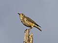 Ethiopian thrush.jpg