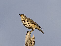 Ethiopian Thrush, Gondar, Ethiopia.jpg