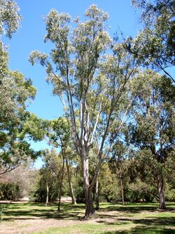 Eucalyptus amplifolia.jpg