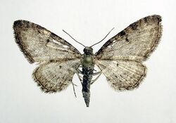 Eupithecia subfuscata.jpg