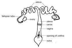 Female repro system labelled.JPG