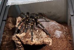 G-pulchripes.jpg