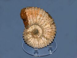 Gasteropods - Ammonites - Douvilleiceras sp..JPG
