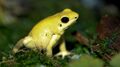 Golden Poison dart frog Phyllobates terribilis.jpg