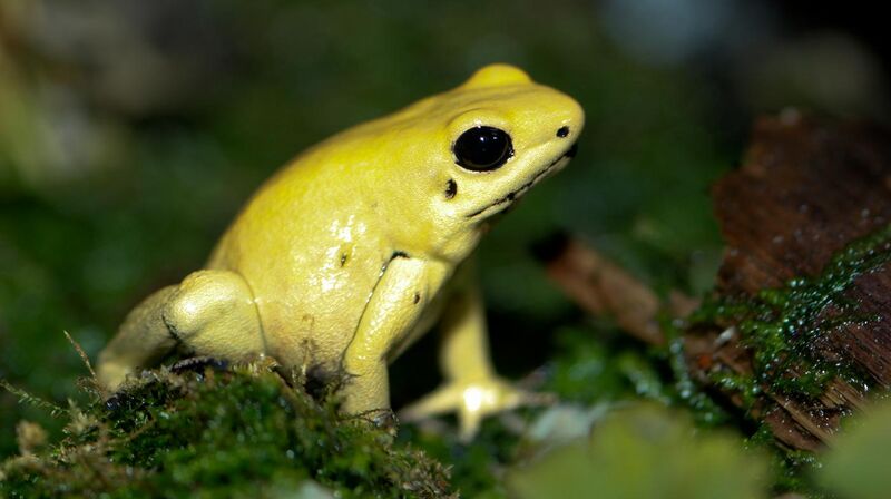 File:Golden Poison dart frog Phyllobates terribilis.jpg
