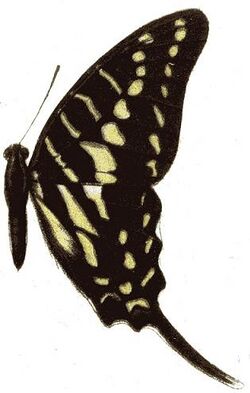 Graphium polistratus.JPG