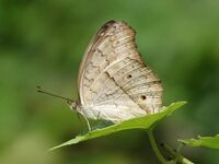 Grey Pansy Junonia atlites by kadavoor UW.JPG