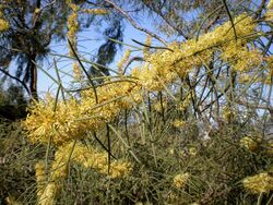 Hakea recurva 2c.JPG