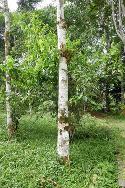 Hernandia beninensis à São Tomé (1).jpg