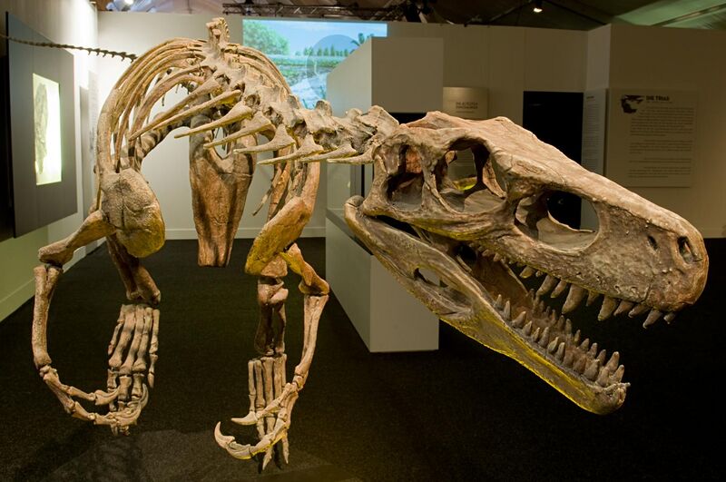 File:Herrerasaurus ischigualastensis DSC 2929.jpg