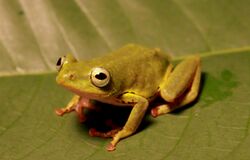 Hyperolius cinnamomeoventris; Cinnamon-bellied Reed Frog.jpg