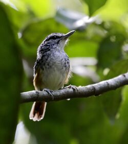 Hypocnemis peruviana - Peruvian warbling-antbird 01.jpg