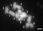 Karyotype of Spinach (Spinacia oleracea L. Mazeran).png