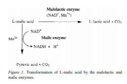 Lactic acid transformation from malic acid.png