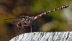Lesser Tasmanian darner dragonfly Austroaeschna hardyi, male on a hat (16143614137).jpg