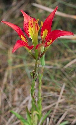 Lilium catesbaei1LEPPYONE.jpg