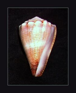 Little Cone - Conus biliosus parvulus.jpg