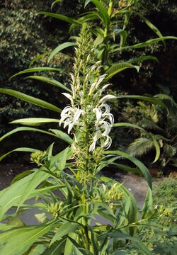 Lobelia nicotianifolia 02.jpg