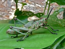 Locust Nymph (Phymateus aegrotus) (6812368259).jpg