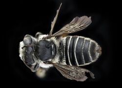 Megachile integra, f, back, Suffolk, VA, 2018-06-20.jpg