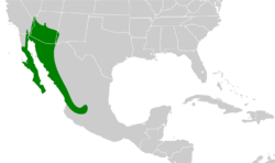 Melanerpes uropygialis map.svg