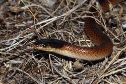 Mitchells Short-tailed Snake (Parasuta nigriceps) (8637612256).jpg