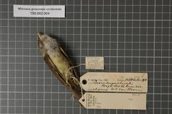Naturalis Biodiversity Center - RMNH.AVES.135029 1 - Microeca griseoceps occidentalis Rothschild & Hartert, 1903 - Eopsaltriidae - bird skin specimen.jpeg