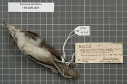 Naturalis Biodiversity Center - RMNH.AVES.136548 1 - Pomarea dimidiata (Hartlaub & Finsch, 1871) - Monarchidae - bird skin specimen.jpeg