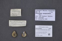 Naturalis Biodiversity Center - ZMA.MOLL.33346 - Planorbella campanulata (Say, 1821) - Planorbidae - Mollusc shell.jpeg